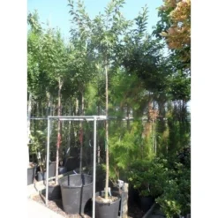 Groen Ziel Verkoop -Groen Ziel Verkoop japanse sierkers prunus subhirtella autumnalis 33511 fe8