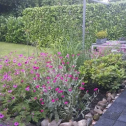 Borderpakket Zacht Roze 5 Borderpakket Zacht Roze -Groen Ziel Verkoop jose van de kolk 2