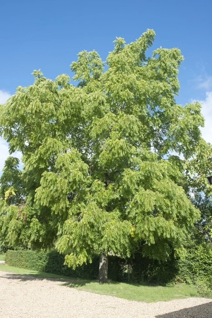 Zwarte Walnotenboom (Juglans Nigra) 2 Zwarte Walnotenboom (Juglans Nigra) - Afbeelding 2