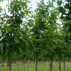 Grote Walnoot (Juglans Regia) -Groen Ziel Verkoop juglans regia s 18 20 1