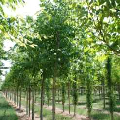 Grote Walnoot (Juglans Regia) -Groen Ziel Verkoop juglans regia s 20 25 1