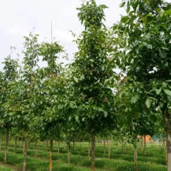Grote Walnoot (Juglans Regia) -Groen Ziel Verkoop juglans regia s 25 30 1
