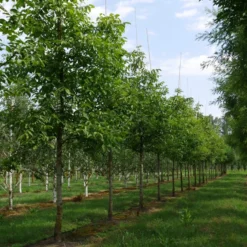 Grote Walnoot (Juglans Regia) -Groen Ziel Verkoop juglans regia s 30 35 1