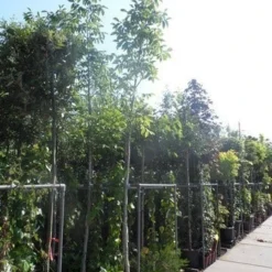 Walnotenboom (Juglans Regia) 9 Walnotenboom (Juglans Regia) -Groen Ziel Verkoop juglans regia 10 12 14ho cont