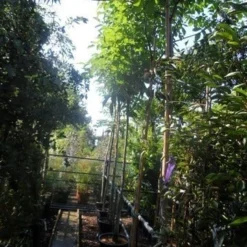 Walnotenboom (Juglans Regia) 8 Walnotenboom (Juglans Regia) -Groen Ziel Verkoop juglans regia 12 14 16ho cont