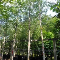 Walnotenboom (Juglans Regia) 7 Walnotenboom (Juglans Regia) -Groen Ziel Verkoop juglans regia 20 25ho c160 extra