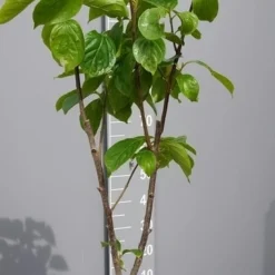 Kaki (Diospyros Kaki) -Groen Ziel Verkoop kakihalfstam02