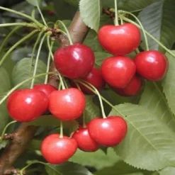 Lei-Kers (Prunus Avium 'Kordia')