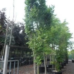 Zeepboom (Koelreuteria Paniculata 'Fastigiata') 5 Zeepboom (Koelreuteria Paniculata 'Fastigiata') -Groen Ziel Verkoop koelreuteria paniculata fastigiata 350 400 c160