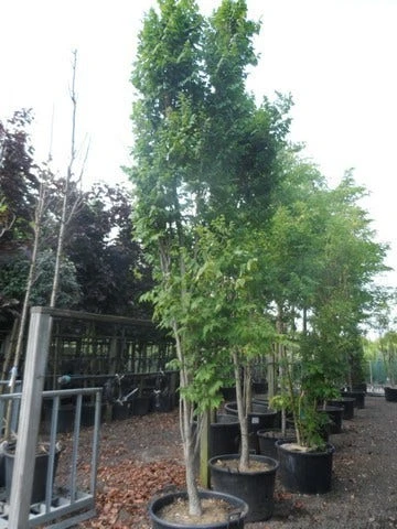 Zeepboom (Koelreuteria Paniculata 'Fastigiata') 3 Zeepboom (Koelreuteria Paniculata 'Fastigiata') - Afbeelding 3