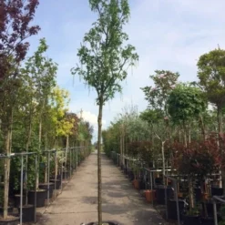 Gouden Regen Als Boom (Laburnum Watereri 'Vossii') 25 Gouden Regen Als Boom (Laburnum Watereri 'Vossii') -Groen Ziel Verkoop laburnum vossi 1416cm