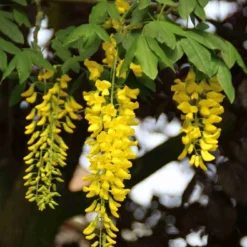 Gouden Regen Als Boom (Laburnum Watereri 'Vossii') 24 Gouden Regen Als Boom (Laburnum Watereri 'Vossii') -Groen Ziel Verkoop laburnum w. vossi 2 1