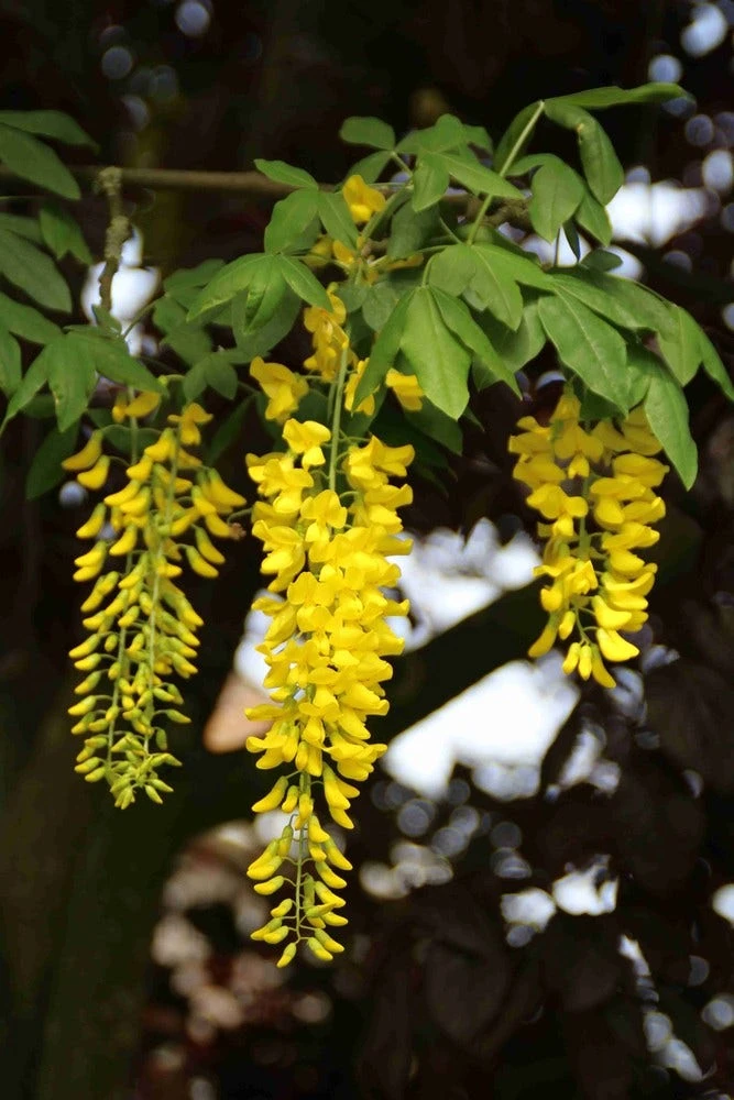 Gouden Regen Als Boom (Laburnum Watereri 'Vossii') 12 Gouden Regen Als Boom (Laburnum Watereri 'Vossii') - Afbeelding 12