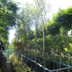 Gouden Regen Als Boom (Laburnum Watereri 'Vossii') 17 Gouden Regen Als Boom (Laburnum Watereri 'Vossii') -Groen Ziel Verkoop laburnum watereri vossii 10 12 14ho cont