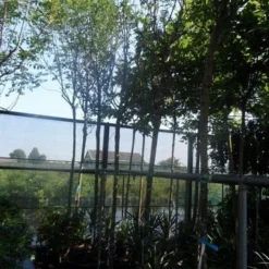 Gouden Regen Als Boom (Laburnum Watereri 'Vossii') 21 Gouden Regen Als Boom (Laburnum Watereri 'Vossii') -Groen Ziel Verkoop laburnum watereri vossii 14 16ho cont