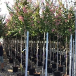 Roze Lagerstroemia Als Boom (Lagerstroemia Indica) -Groen Ziel Verkoop lagerstreomia rosea 6 8 1