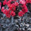 Lagerstroemia Als Halfstam (Lagerstroemia 'Black Diamond Best Red')