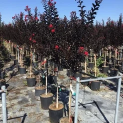 Lagerstroemia Als Halfstam (Lagerstroemia 'Black Diamond Best Red') -Groen Ziel Verkoop lagerstroemia black diamond halfstam