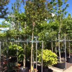 Roze Lagerstroemia Als Boom (Lagerstroemia Indica) -Groen Ziel Verkoop lagerstroemia indica 10 12ho