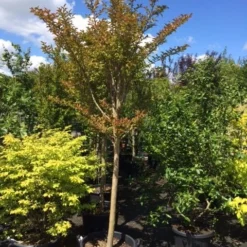 Roze Lagerstroemia Als Boom (Lagerstroemia Indica) -Groen Ziel Verkoop lagerstroemia indica halfstam 14 16