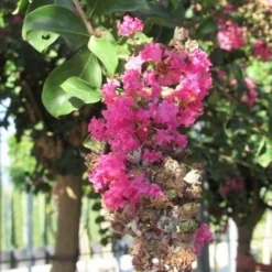 Roze Lagerstroemia Als Boom (Lagerstroemia Indica) -Groen Ziel Verkoop lagerstroemia indica roze 11