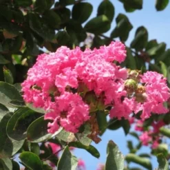 Roze Lagerstroemia Als Boom (Lagerstroemia Indica) -Groen Ziel Verkoop lagerstroemia indica roze 3