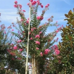 Roze Lagerstroemia Als Boom (Lagerstroemia Indica) -Groen Ziel Verkoop lagerstroemia indica roze 4