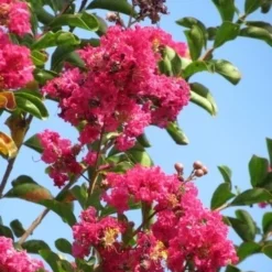 Roze Lagerstroemia Als Boom (Lagerstroemia Indica) -Groen Ziel Verkoop lagerstroemia indica roze 6