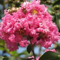 Roze Lagerstroemia Als Boom (Lagerstroemia Indica) -Groen Ziel Verkoop lagerstroemia indica roze 7