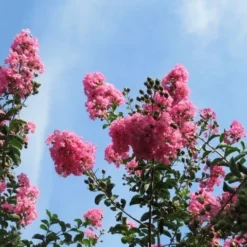 Roze Lagerstroemia Als Boom (Lagerstroemia Indica) -Groen Ziel Verkoop lagerstroemia indica roze 9