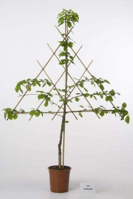 Lei-Kers (Prunus Avium 'Meikers') 1 Lei-Kers (Prunus Avium 'Meikers')