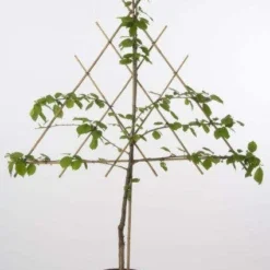 Lei-Kers (Prunus Avium 'Meikers')