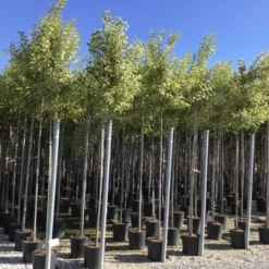 Liguster (Ligustrum 'Excelsum Superbum') -Groen Ziel Verkoop ligustrum jap excelsum superbum 8 10 c18