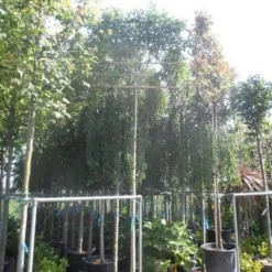 Liguster Als Leiboom (Ligustrum Japonicum) 10 Liguster Als Leiboom (Ligustrum Japonicum) -Groen Ziel Verkoop ligustrum japonicum 12 14 16ho cont. leivorm