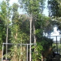 Liguster Als Leiboom (Ligustrum Japonicum) -Groen Ziel Verkoop ligustrum japonicum 16 18 20ho cont. leivorm 2