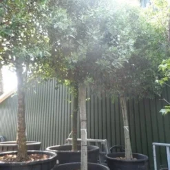 Liguster Als Leiboom (Ligustrum Japonicum) 9 Liguster Als Leiboom (Ligustrum Japonicum) -Groen Ziel Verkoop ligustrum japonicum 35 40ho c1500 leivorm