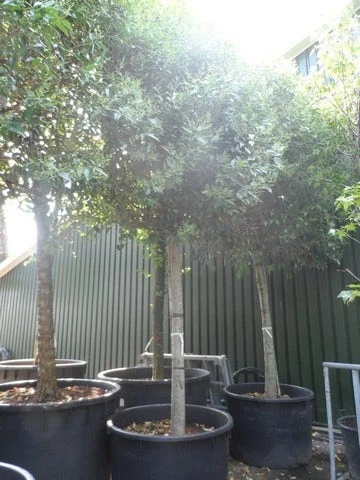 Liguster Als Leiboom (Ligustrum Japonicum) 4 Liguster Als Leiboom (Ligustrum Japonicum) - Afbeelding 4