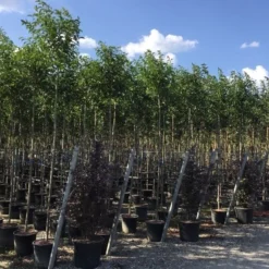 Liguster Als Boom (Ligustrum Japonicum) -Groen Ziel Verkoop ligustrum japonicum 8 10