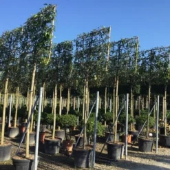 Liguster Als Leiboom (Ligustrum Japonicum) -Groen Ziel Verkoop ligustrum japonicum leiboom 16 18cm 1