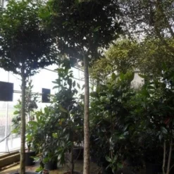 Liguster Op Stam (Ligustrum Japonicum 'Texanum') -Groen Ziel Verkoop ligustrum japonicum texanum 20 25ho c130 1