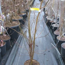 Meerstammige Amberboom (Liquidambar Styraciflua) 25 Meerstammige Amberboom (Liquidambar Styraciflua) -Groen Ziel Verkoop liquidambar 100 125 meerstammig