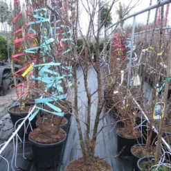 Meerstammige Amberboom (Liquidambar Styraciflua) 27 Meerstammige Amberboom (Liquidambar Styraciflua) -Groen Ziel Verkoop liquidambar 200 250 meerstammig