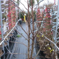 Meerstammige Amberboom (Liquidambar Styraciflua) 26 Meerstammige Amberboom (Liquidambar Styraciflua) -Groen Ziel Verkoop liquidambar 200 250 meerstammig 2