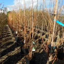 Amberboom (Liquidambar Styraciflua 'Golden Sun') -Groen Ziel Verkoop liquidambar golden sun 125 150