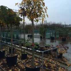 Amberboom (Liquidambar 'Gum Ball') 28 Amberboom (Liquidambar 'Gum Ball') -Groen Ziel Verkoop liquidambar gum ball 1618 1