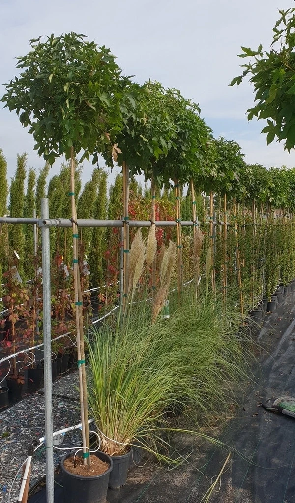 Amberboom (Liquidambar 'Gum Ball') 14 Amberboom (Liquidambar 'Gum Ball') - Afbeelding 14