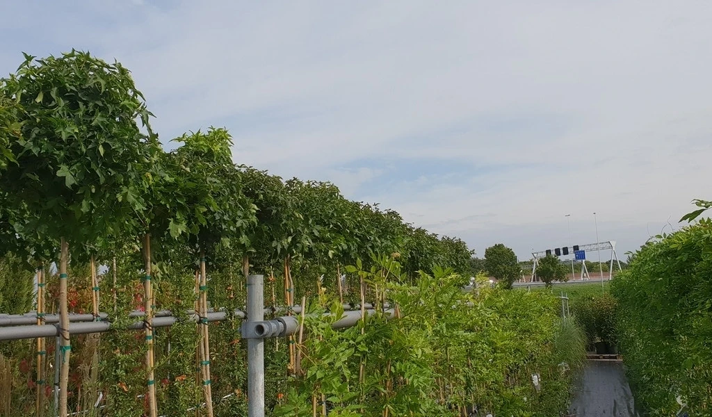 Amberboom (Liquidambar 'Gum Ball') 16 Amberboom (Liquidambar 'Gum Ball') - Afbeelding 16