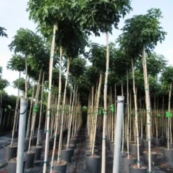 Amberboom (Liquidambar 'Gum Ball') 33 Amberboom (Liquidambar 'Gum Ball') -Groen Ziel Verkoop liquidambar gum ball 6 8 2 1