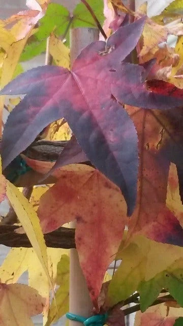 Amberboom (Liquidambar 'Gum Ball') 6 Amberboom (Liquidambar 'Gum Ball') - Afbeelding 6