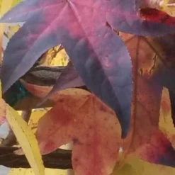 Amberboom Als Leiboom (Liquidambar Styraciflua) -Groen Ziel Verkoop liquidambar leiboom 2 1